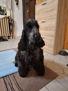 Angol Cocker spániel - Warriorhearted