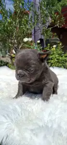 Francia bulldog - Glória 