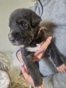 Irish Wolfhound - Bora Bora