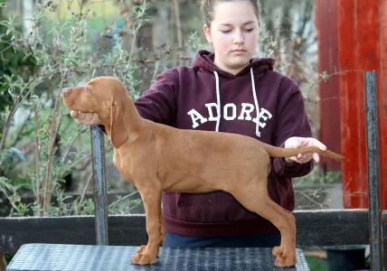 Kurzhaariger Ungarischer Vorstehhund - Pörgelóci Bugatti