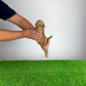 Pudel miniaturowy - Berlo
