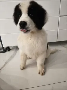 Landseer - Arlo