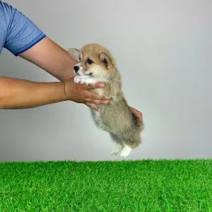 Welsh Corgi Pembroke - Ripley