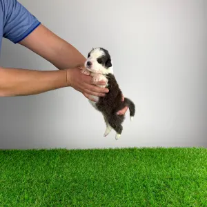 Australian Shepherd - Benivaro