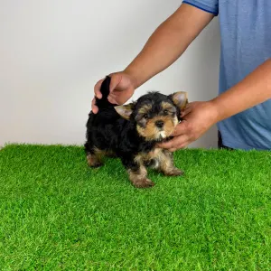 Yorkshire Terrier - Ziggy