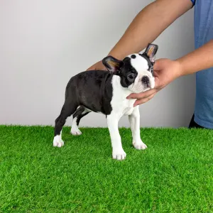 Boston Terrier - Dolores