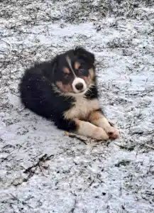 Border Collie - Mimir