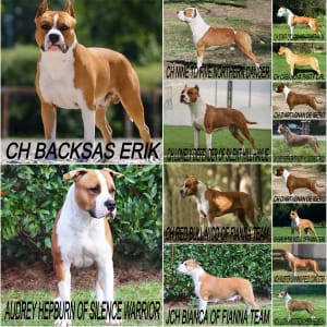 Amerikai staffordshire terrier - Holly Gral Of Silence Warrior