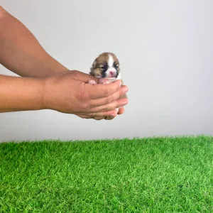 Pomeranian - Ropi