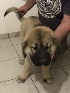 Caucasian Shepherd Dog - Kislány Kiskutya 