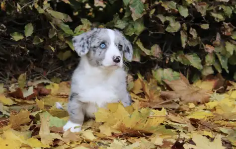 Welsh Corgi Cardigan - Abba Rossie Ebonit Exclusive