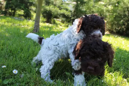 Romagna Water Dog - Tomborgotto Bora