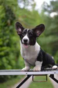Cardigan welsh corgi - Kolonels Mendenhall 