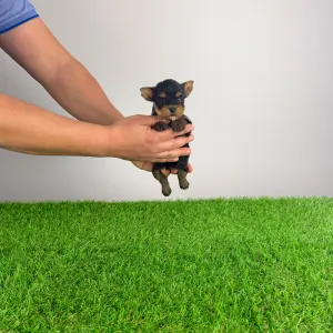 Yorkshire Terrier - Klex