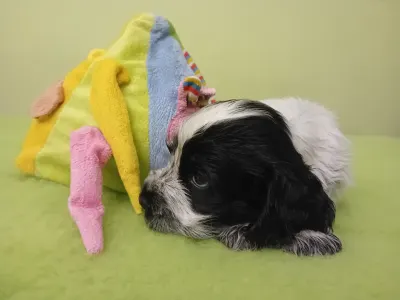 Englischer Cocker Spaniel - Donald 
