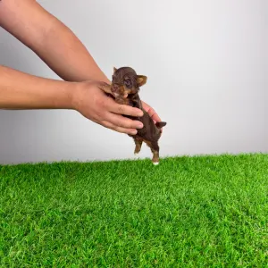 Yorkshire Terrier - Landro