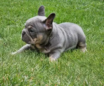 French Bulldog - Available Girls Puppy Dogs