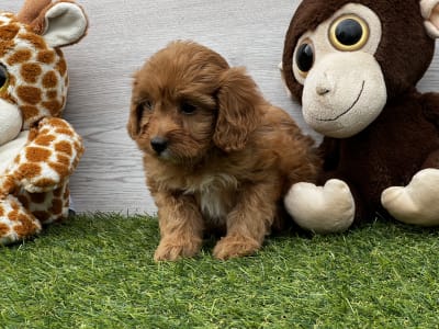 Cavapoo - Upsadaisy