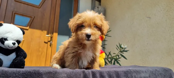 Maltipoo - Mangó