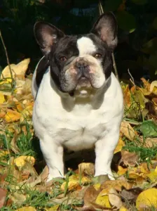 Französische Bulldogge - Black Pirate