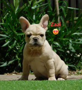 French Bulldog - Zazi