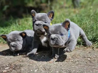 Bouledogue français - Pubi