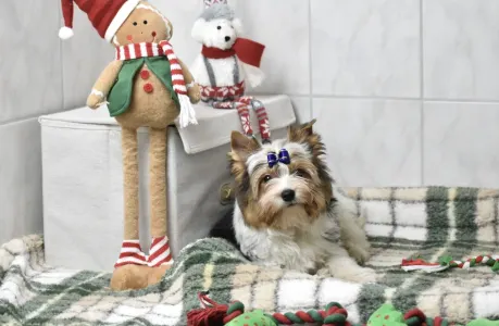 Biewer Terrier - Quartz