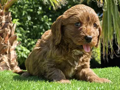 Cavapoo - Redjohn