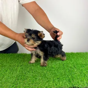 Yorkshire Terrier - Dudu