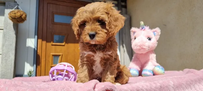 Cavapoo - Málna