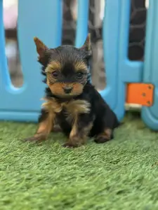 Yorkshire Terrier - Full Of Heart Infiniti Helena