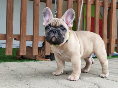 French Bulldog - Elmo