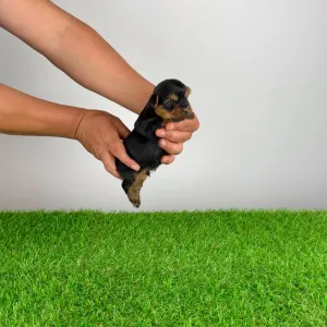 Yorkshire Terrier - Yogo
