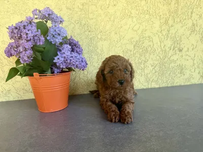 Trpasličí pudl - Hédi