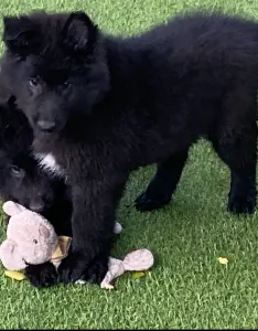 Groenendael Ciobanesc belgian - Gerőcsvári Freddie