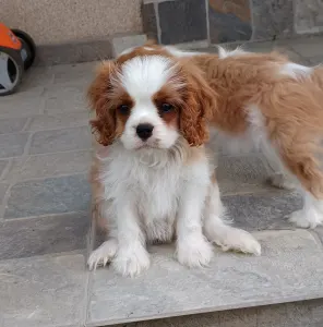 Cavalier king Charles spaniel - Paddington