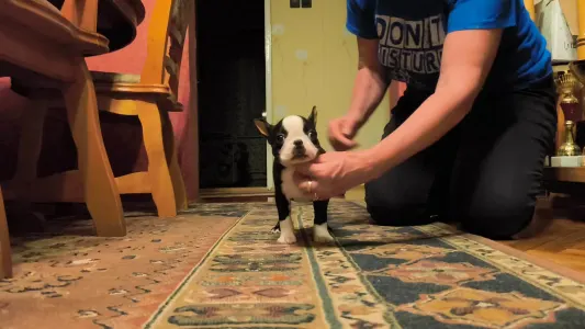 Bostonský teriér - Kiara