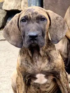 Fila Brasileiro - Iron De Oro Puro 