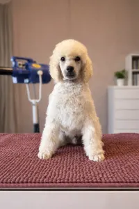 Стандартный пудель - Green