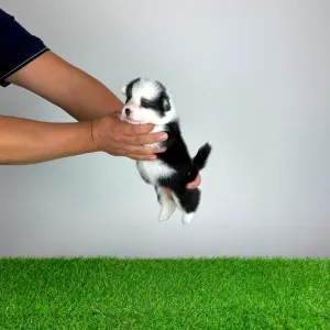 Welsh Corgi Pembroke - Engela