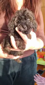 Poodle Toy - Dió