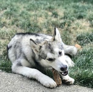 Malamute de Alaska - Bowe