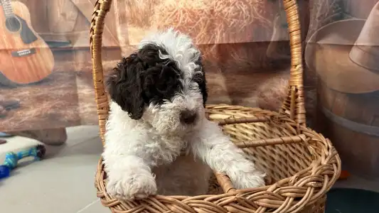 Lagotto Romagnolo - Pearl Hart
