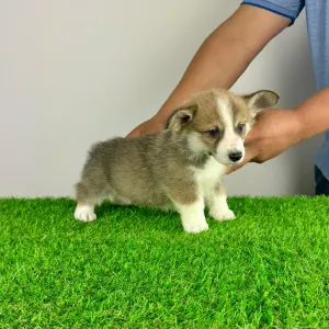 Welsh Corgi Pembroke - Sculli