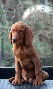 Kurzhaariger Ungarischer Vorstehhund - Pörgelóci Land Rover