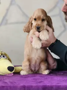 Angol Cocker spániel - J. Of Your Sweetest Dream