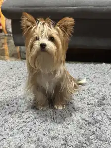 Biewer Terrier - Brownie