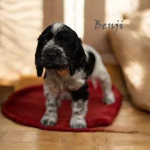 English Cocker Spaniel - Benji