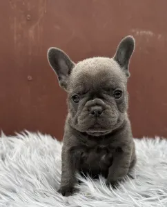 Francouzský buldoček - Léna