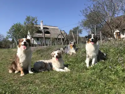 Australian Shepherd - Budnat Aussies